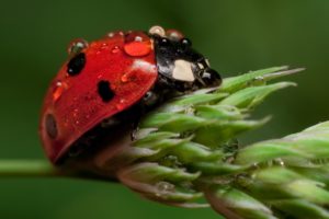 nature, Animals, Insects, Water, Drops, Macro, Ladybirds