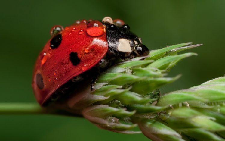 nature, Animals, Insects, Water, Drops, Macro, Ladybirds HD Wallpaper Desktop Background