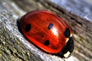 up, Insects, Beetles, Macro, Ladybirds