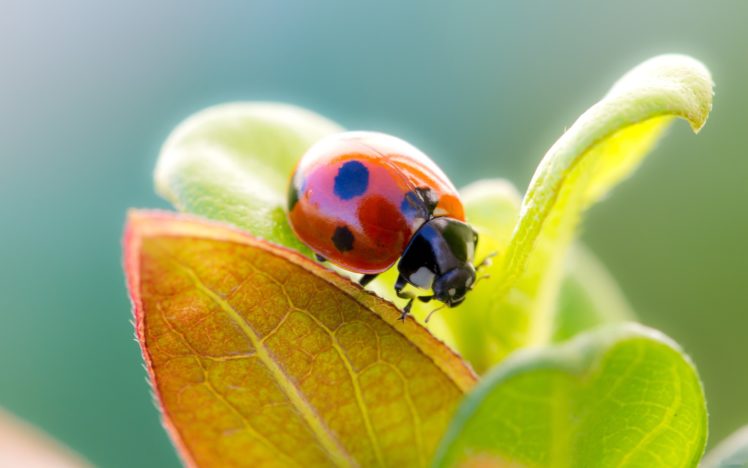 ladybug, Over, A, Leaf HD Wallpaper Desktop Background