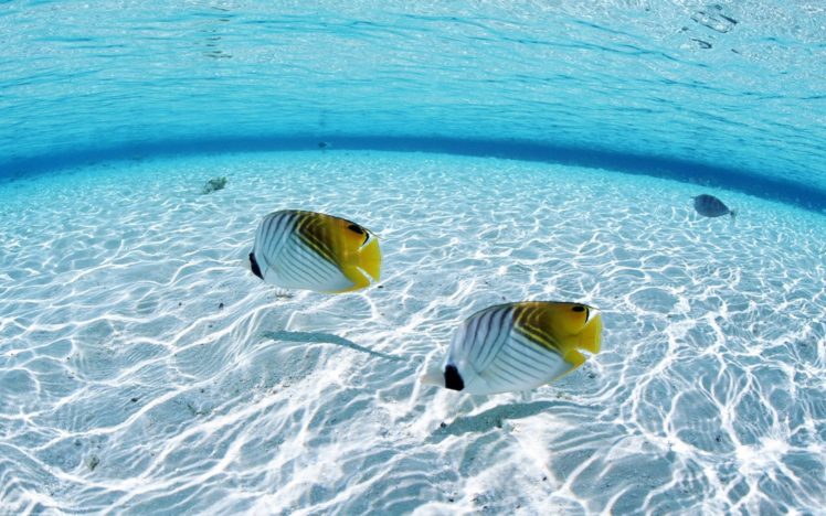 ocean, Fish, Seascapes HD Wallpaper Desktop Background
