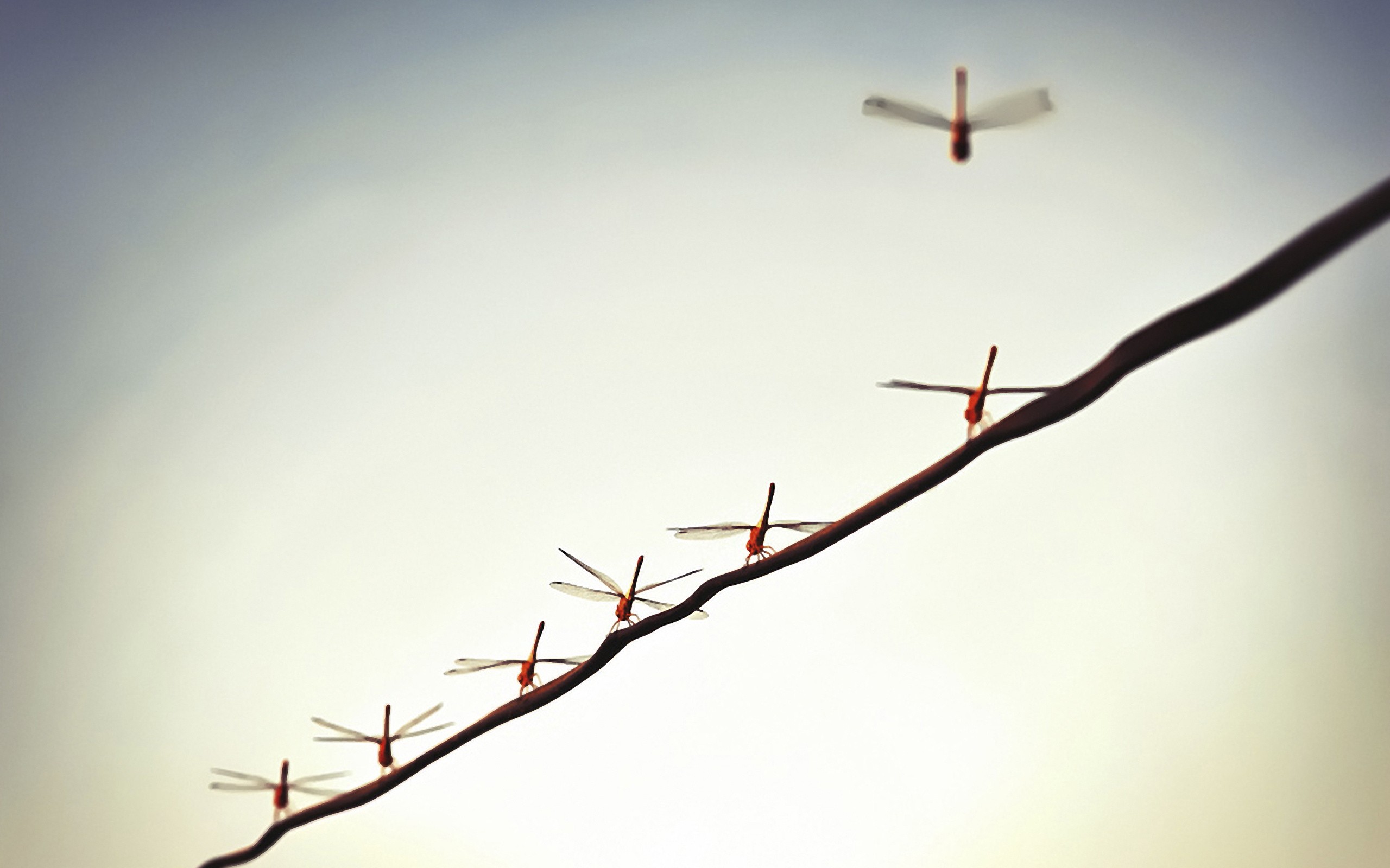 insects, Dragonflies Wallpaper