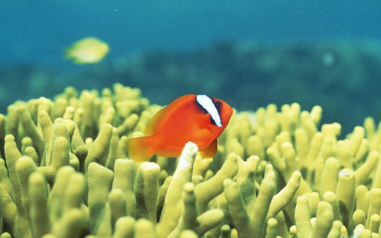 fish, Clownfish, Sea, Anemones HD Wallpaper Desktop Background