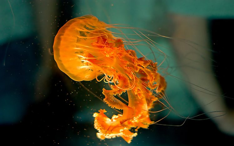 medusa, Jellyfish, Underwater HD Wallpaper Desktop Background