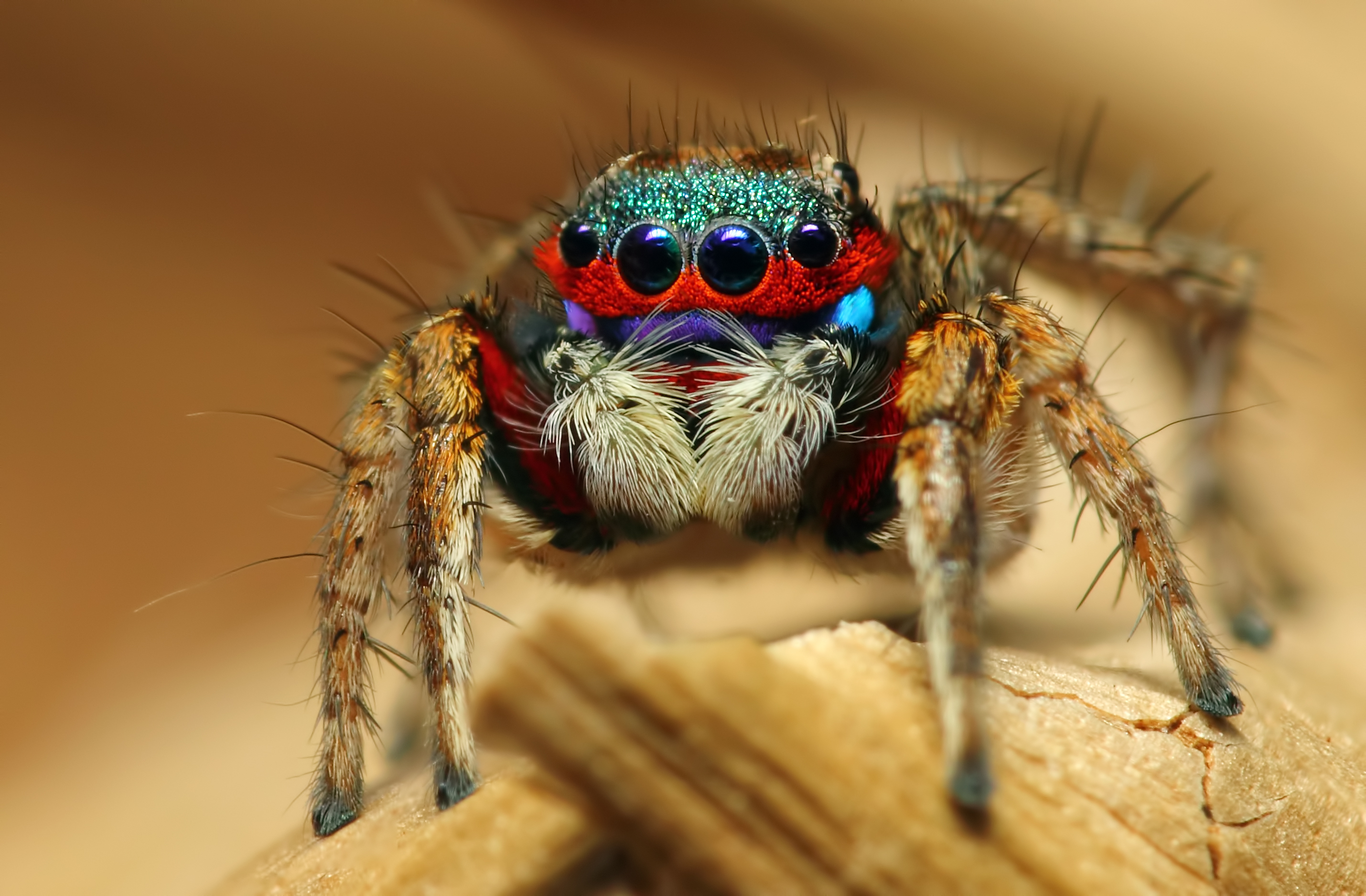 insect, Spider, Macro, Eyes Wallpaper