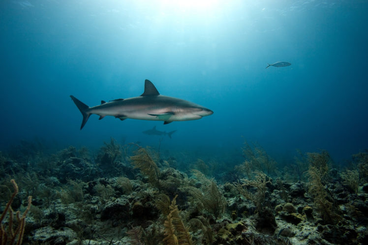 coral, Bottom, Predators, Shark, Sea, Underwater HD Wallpaper Desktop Background