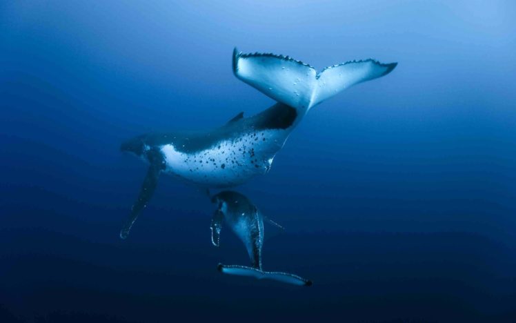 underwater, Whale, Ocean HD Wallpaper Desktop Background