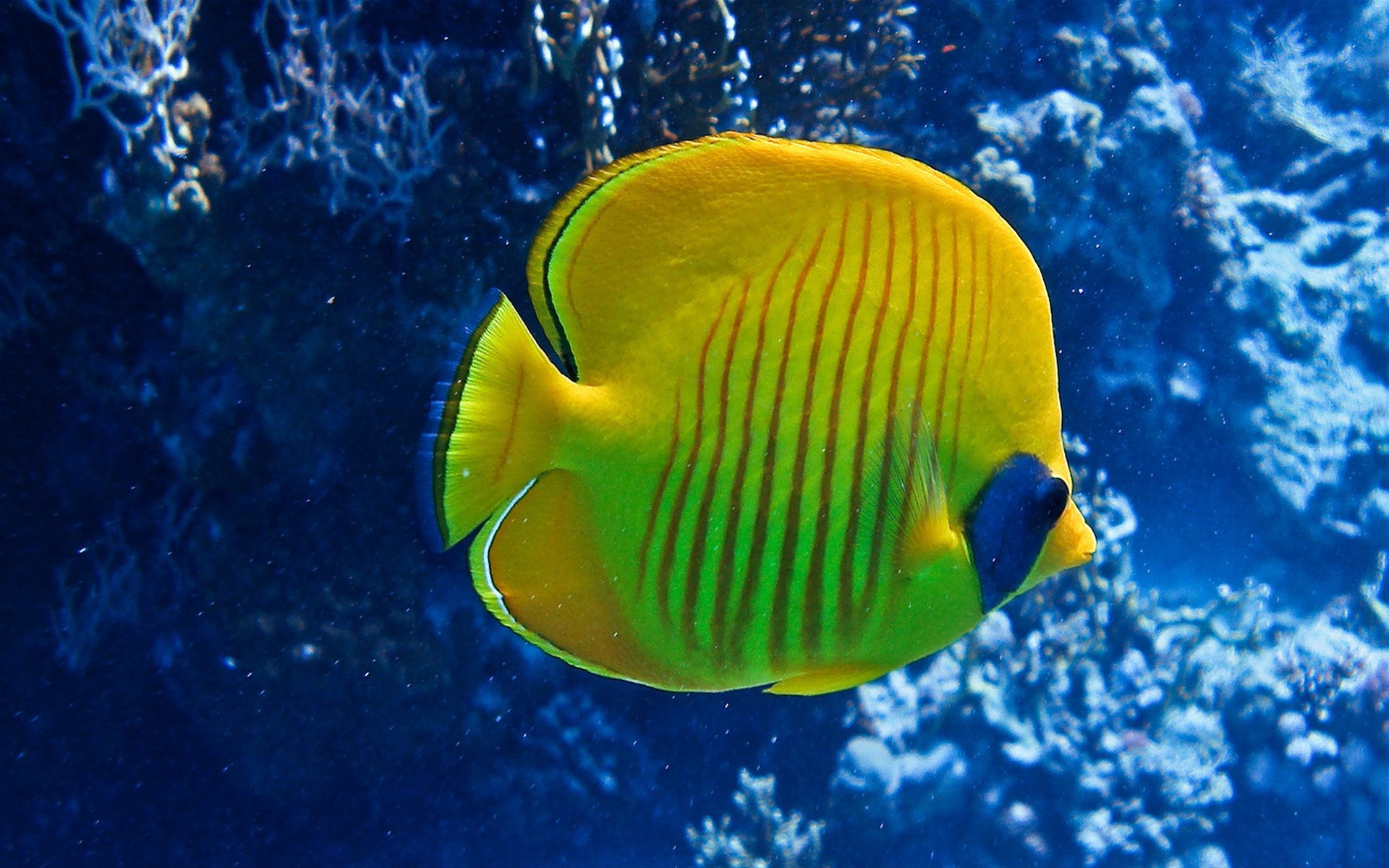 wildlife, Fish Wallpaper