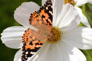 butterfly, Flower, Kosmeya, Close up
