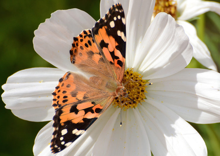 butterfly, Flower, Kosmeya, Close up HD Wallpaper Desktop Background