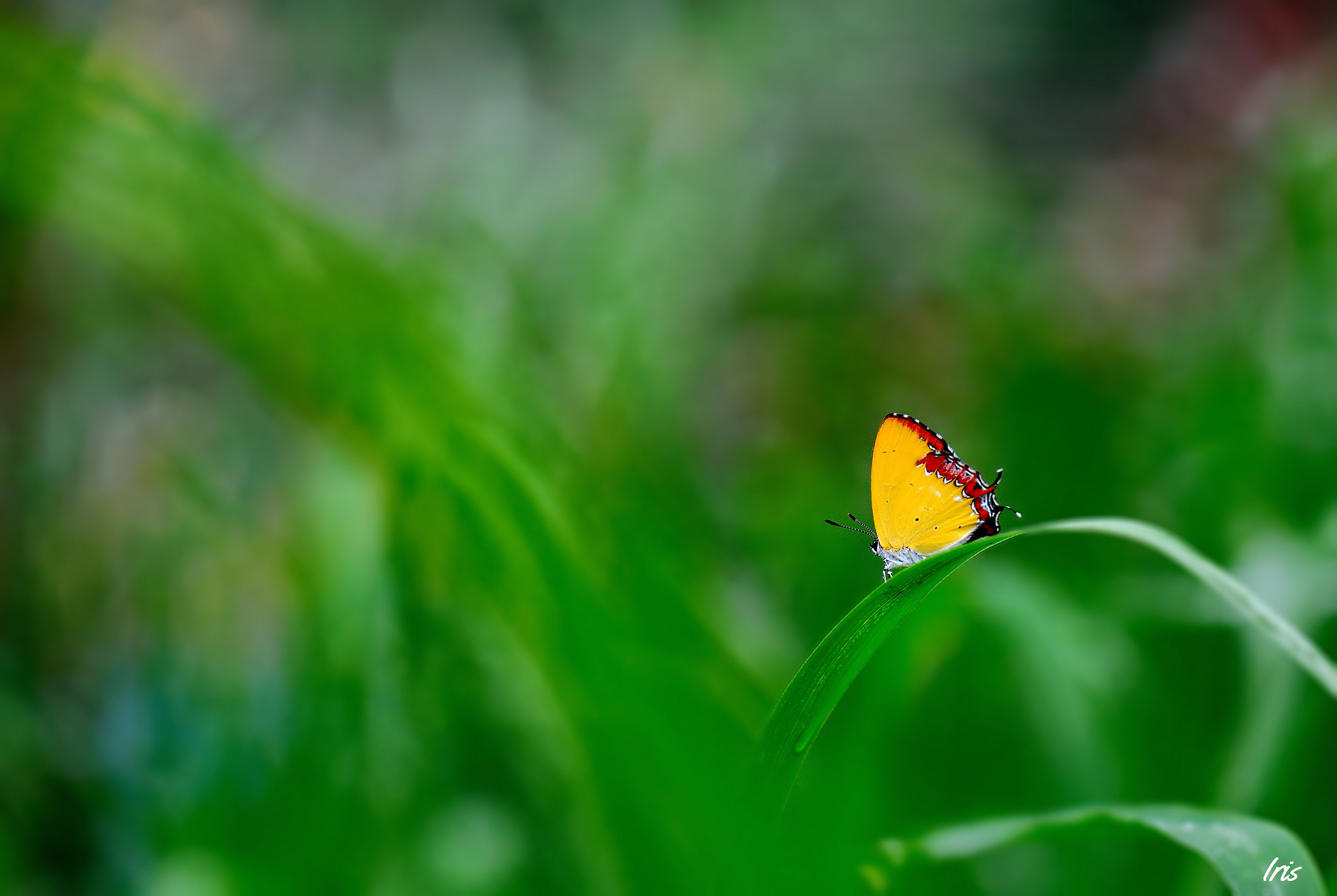 green, Grass, Blade, Of, Grass, Butterfly, Focus, Yellow Wallpaper