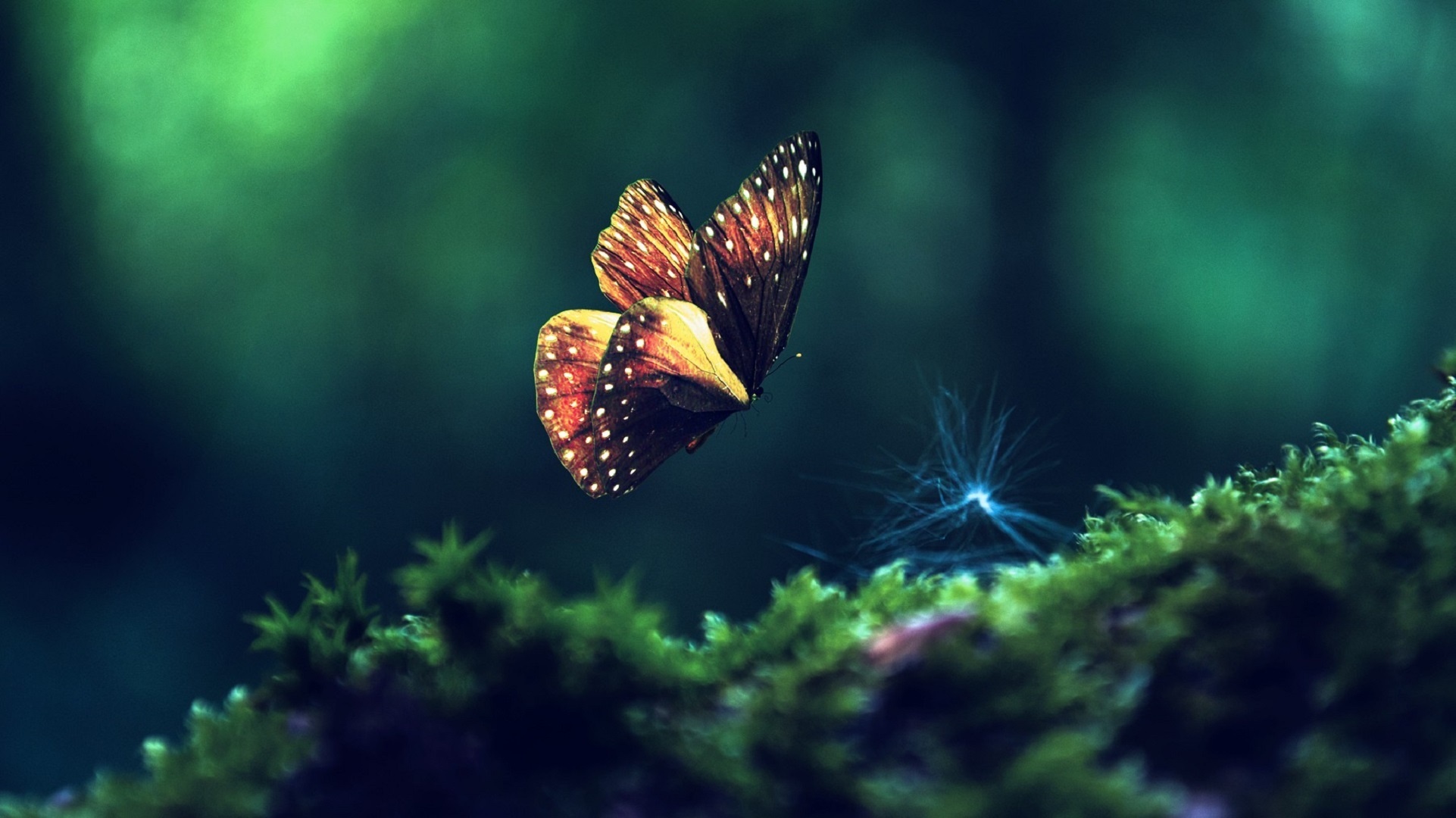 butterfly, Insects, Green, Close up Wallpaper