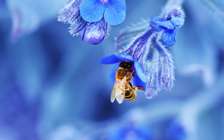 bee, Flower, Close up HD Wallpaper Desktop Background