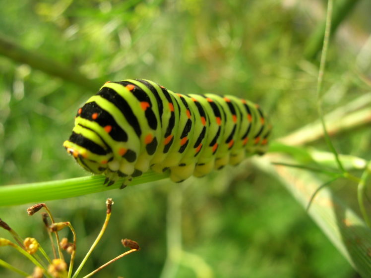 insects, Caterpillars, Bugs HD Wallpaper Desktop Background