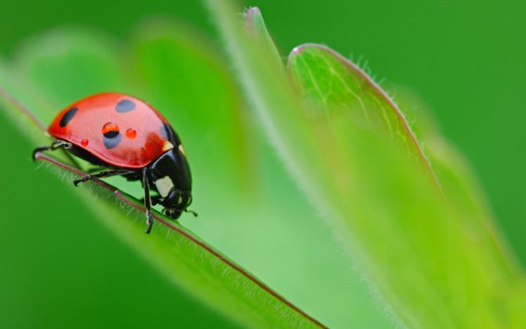 up, Nature, Red, Animals, Grass, Macro, Ladybirds HD Wallpaper Desktop Background
