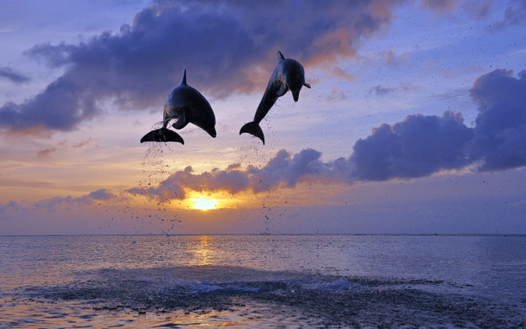 dolphin, Jump, Sunset, Clouds, Ocean HD Wallpaper Desktop Background