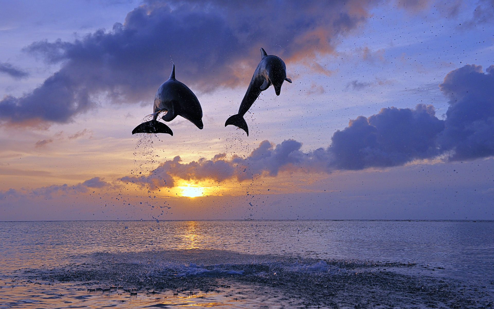 dolphin, Jump, Sunset, Clouds, Ocean Wallpaper