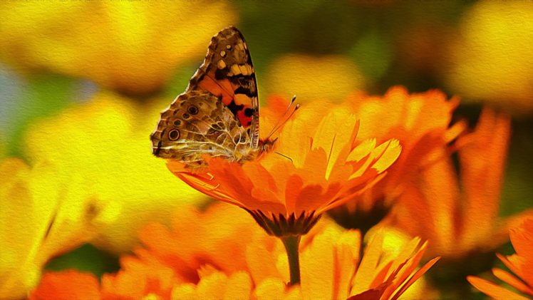 butterfly, Flower, Macro, Hdr HD Wallpaper Desktop Background