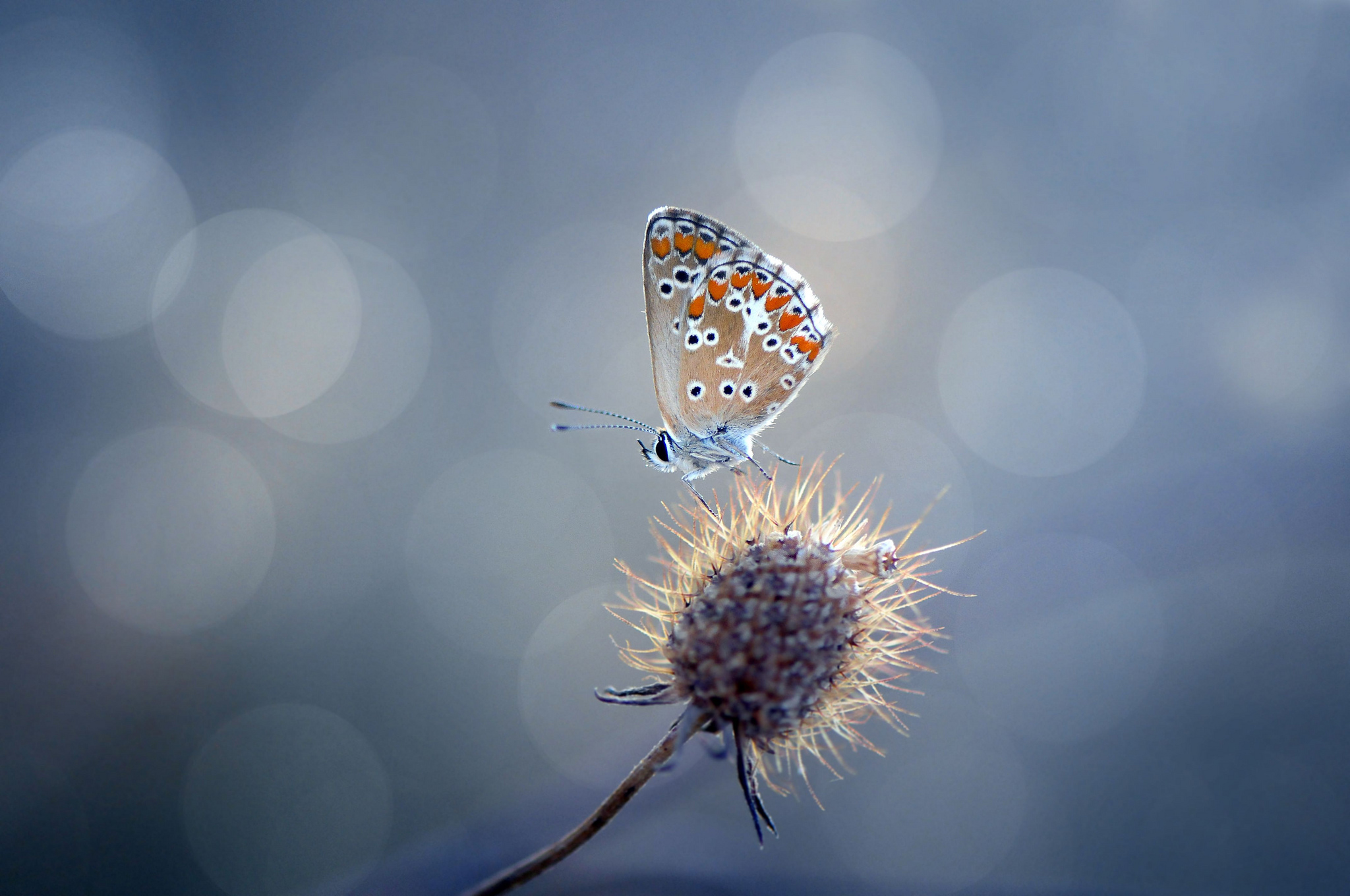 plant, Prickle, Butterfly, Glare Wallpaper