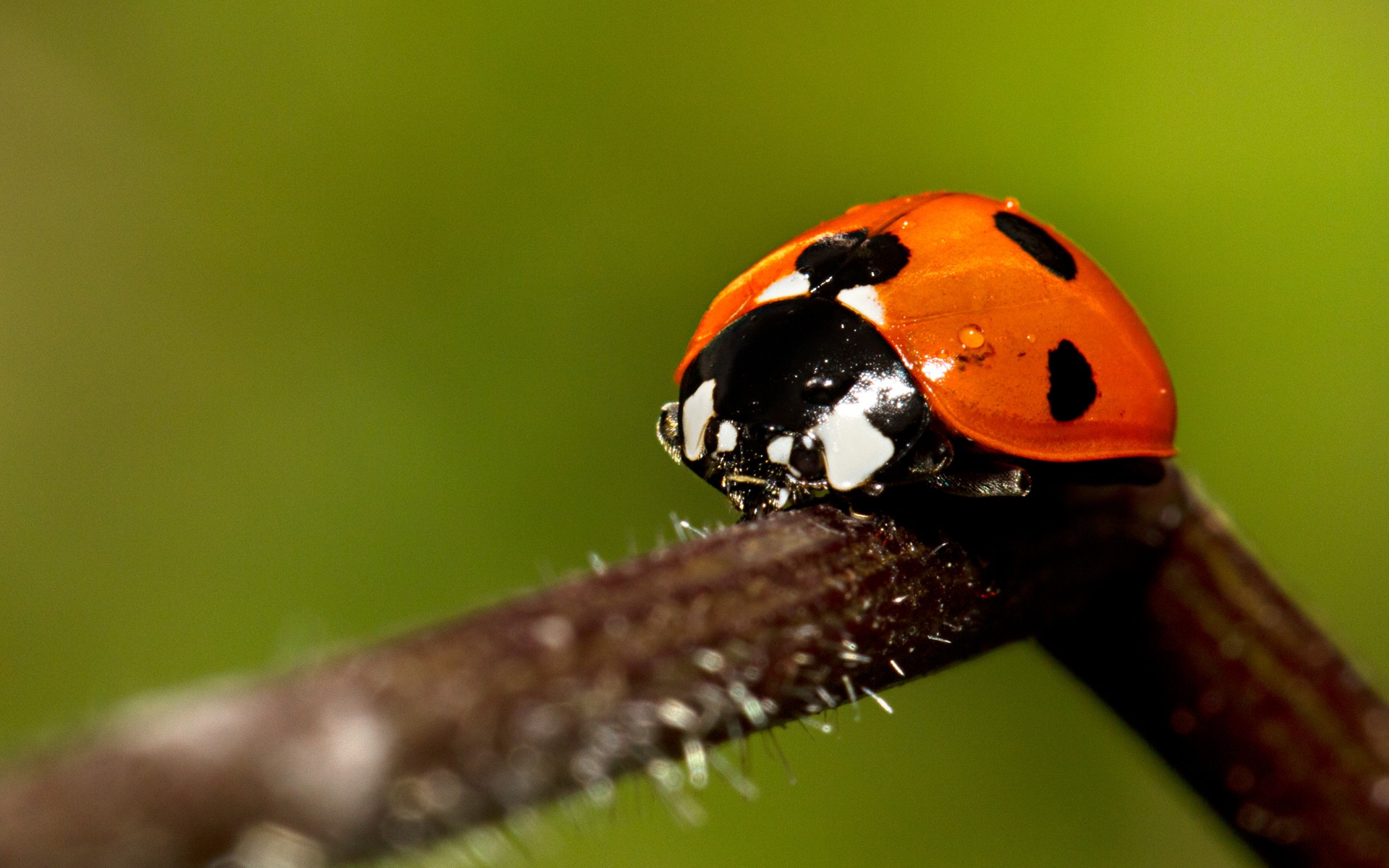 animals, Insects, Macro, Ladybirds Wallpaper