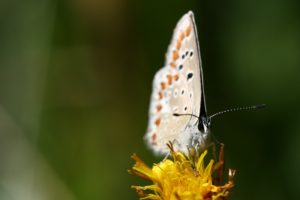 beautiful, White, Butterfly