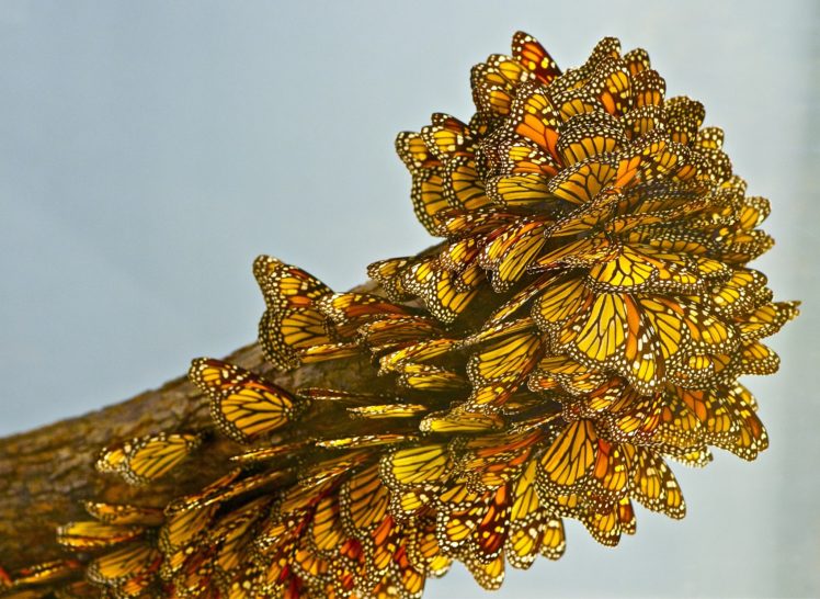 butterfly, Close up, Bokeh HD Wallpaper Desktop Background