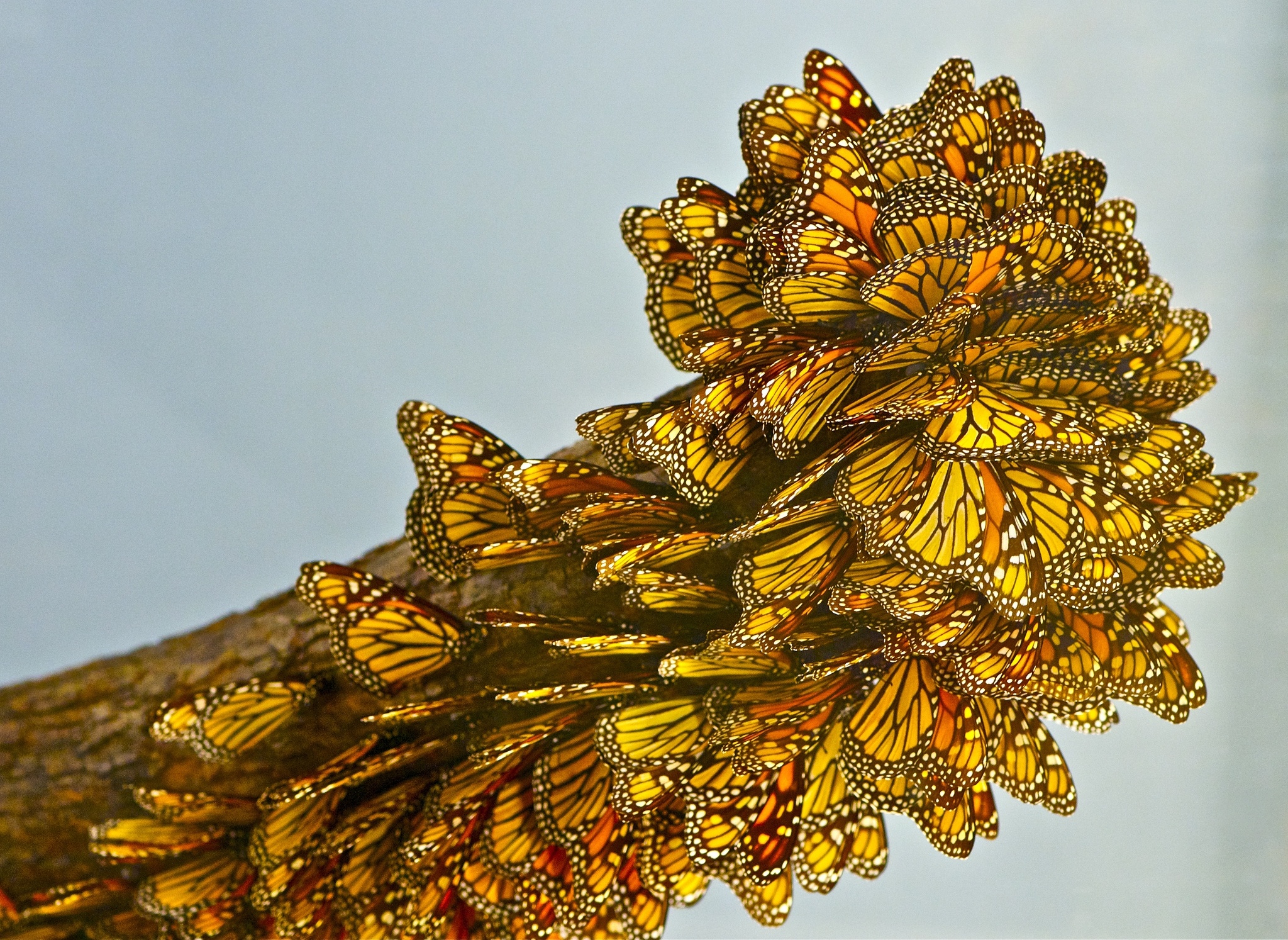 butterfly, Close up, Bokeh Wallpaper