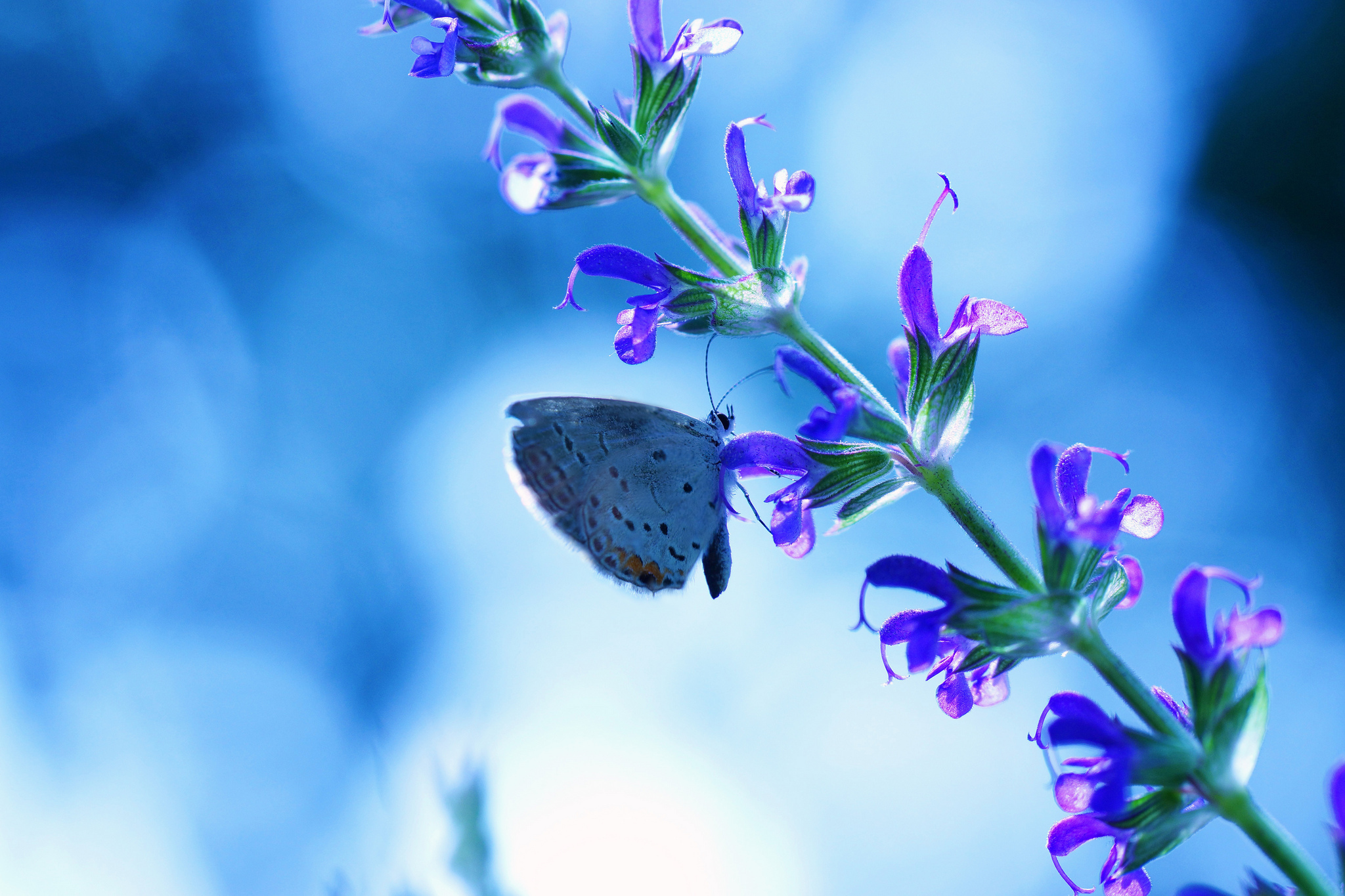 flower, Blue, Butterfly, Bokeh Wallpaper