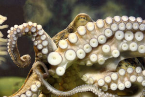 octopus, Underwater, Tentacles, Window, Ocean