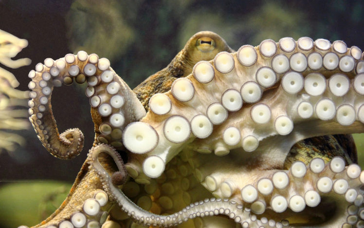 octopus, Underwater, Tentacles, Window, Ocean HD Wallpaper Desktop Background