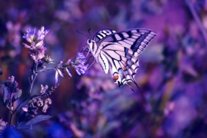 nature, Flowers, Butterfly, Insects, Purple