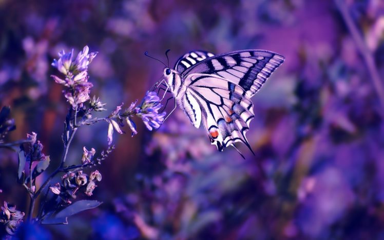 nature, Flowers, Butterfly, Insects, Purple HD Wallpaper Desktop Background