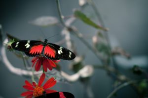 red, And, Black, Butterfly