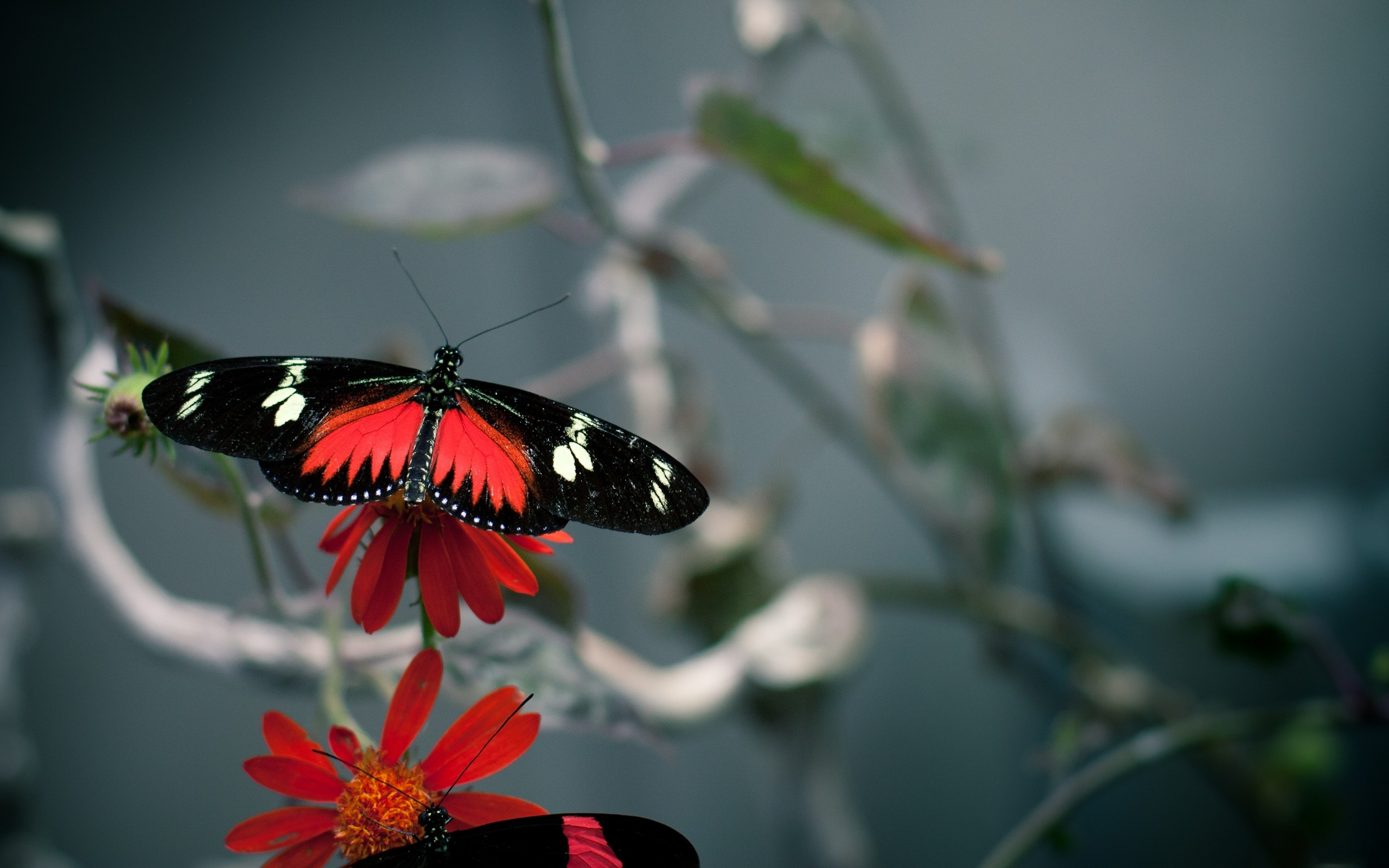 red, And, Black, Butterfly Wallpaper