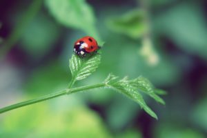 nature, Leaf, Insects, Summer,  season , Bugs, Ladybirds