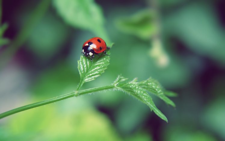 nature, Leaf, Insects, Summer,  season , Bugs, Ladybirds HD Wallpaper Desktop Background