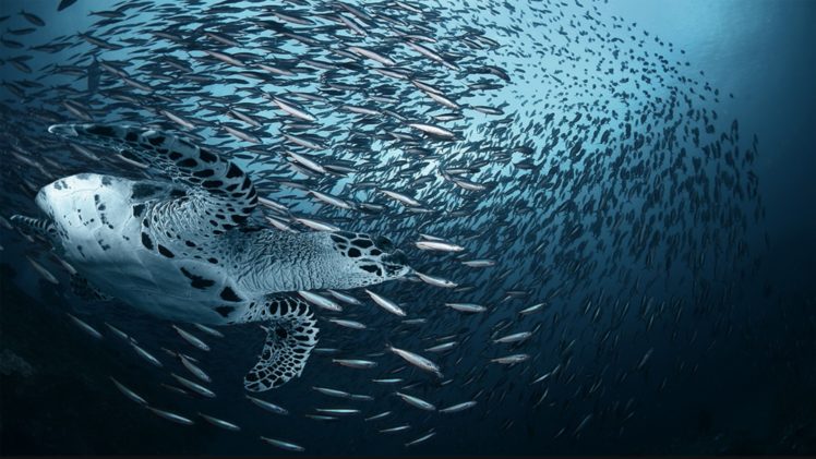 ocean, Fish, Turtles HD Wallpaper Desktop Background