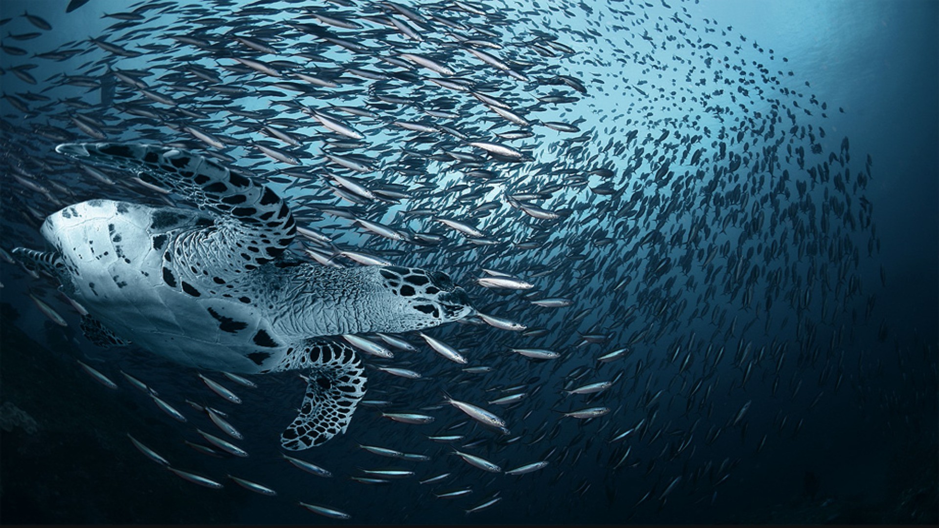 ocean, Fish, Turtles Wallpaper
