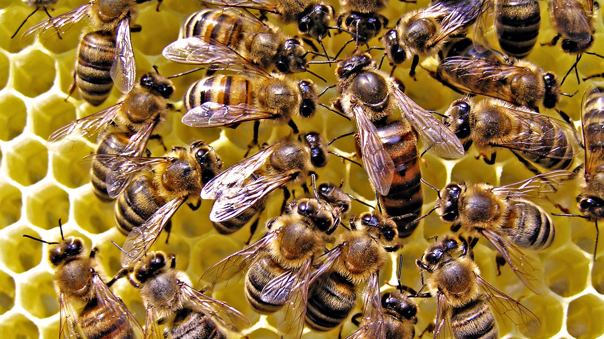 Queen, Bees, Hymenopthera Wallpapers HD