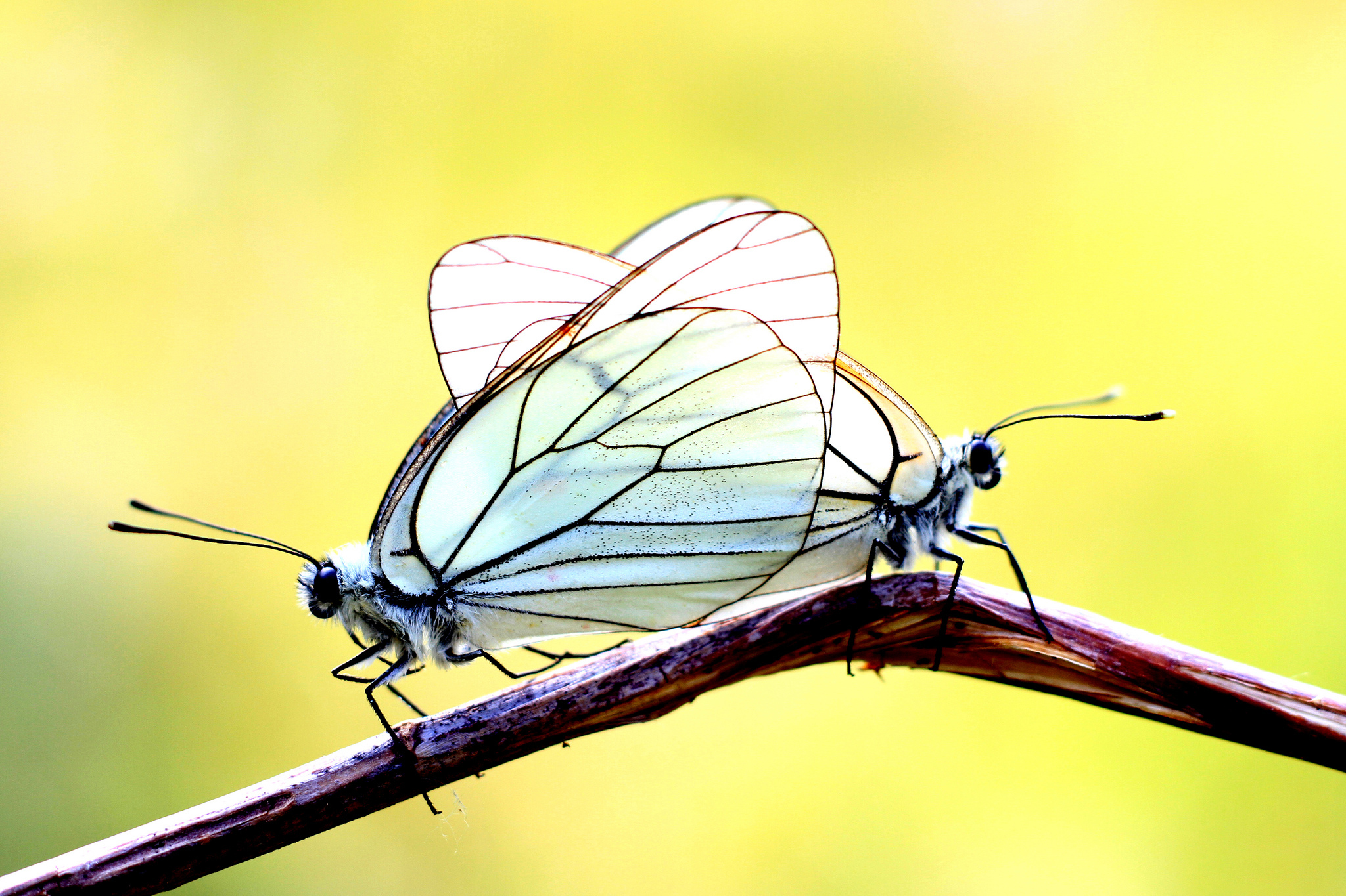 branch, Butterfly, Two, Bokeh Wallpaper