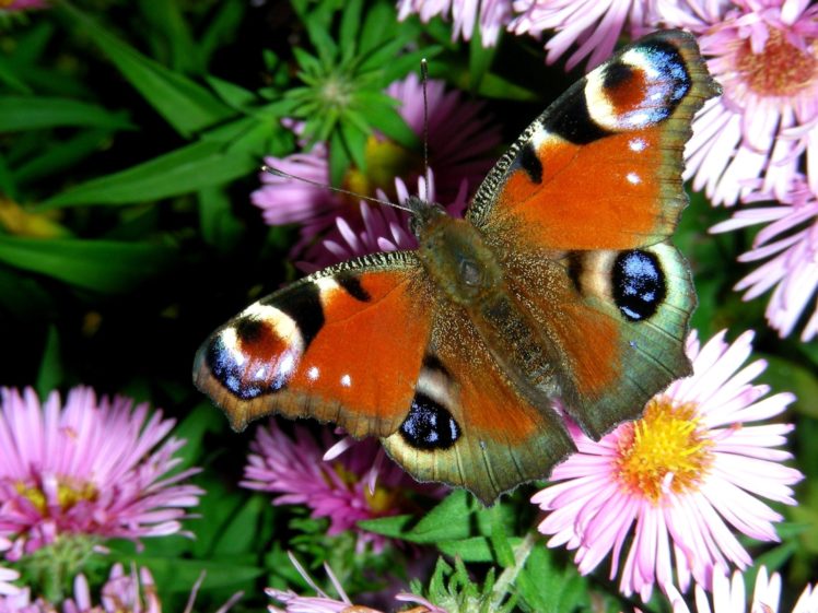 butterflies HD Wallpaper Desktop Background