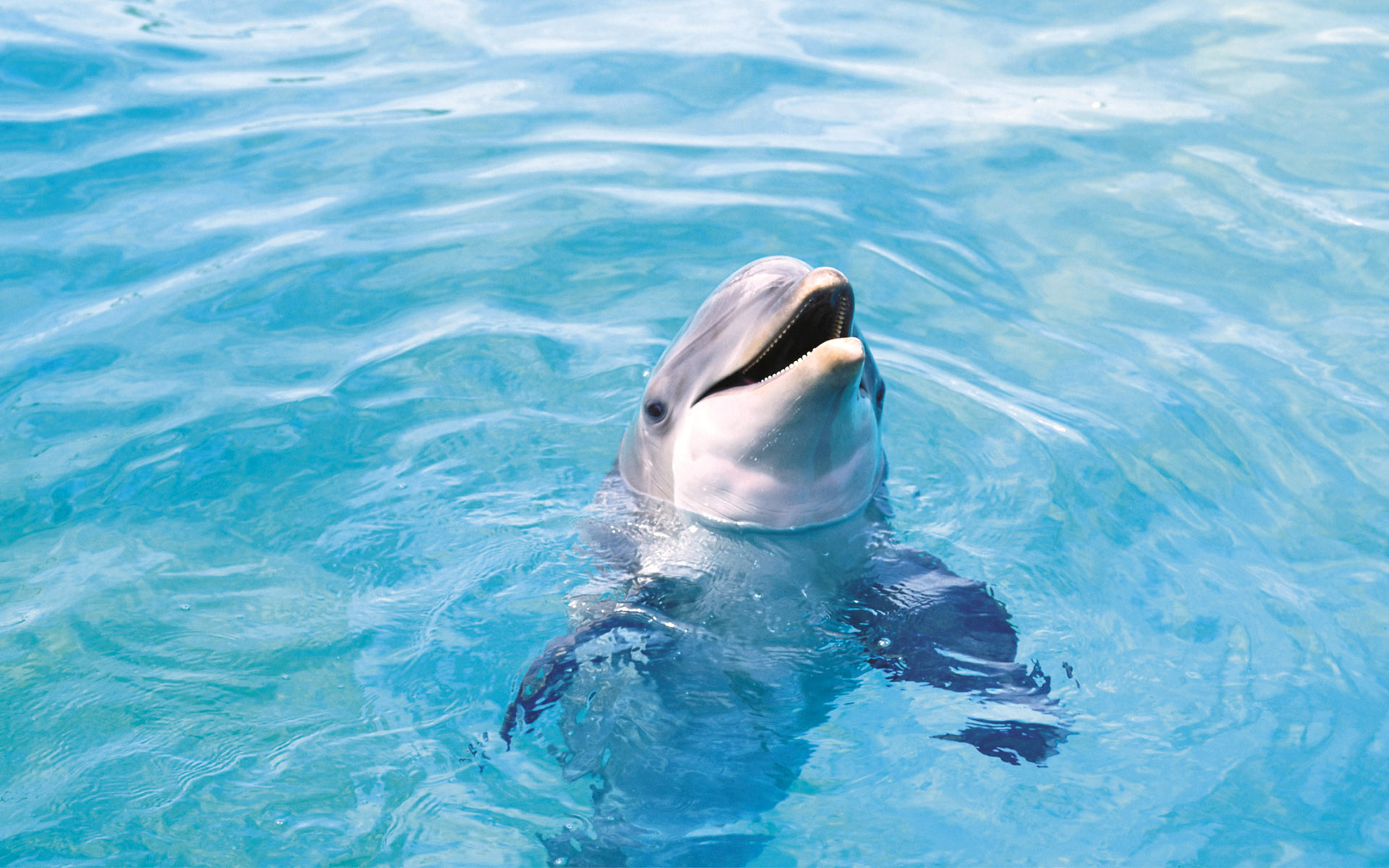 animals, Dolphins Wallpaper