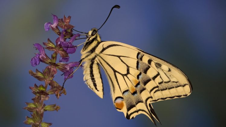 macro, Butterflies HD Wallpaper Desktop Background
