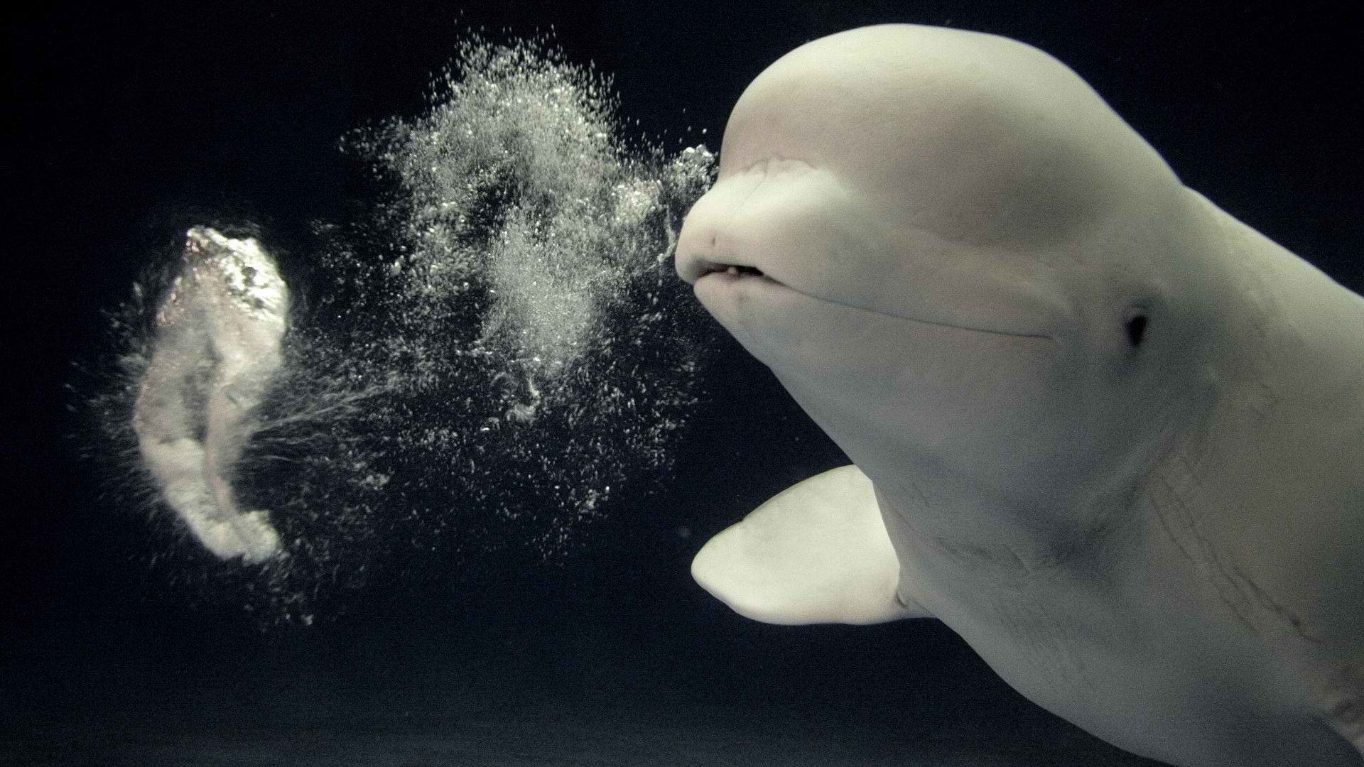 japan, Aquarium, Beluga, Whales Wallpaper