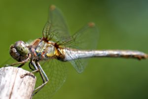 nature, Dragonfly