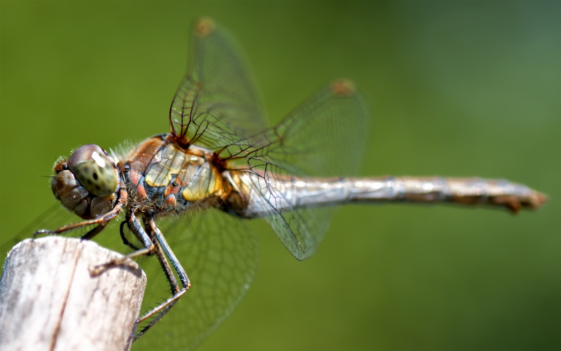 nature, Dragonfly Wallpaper