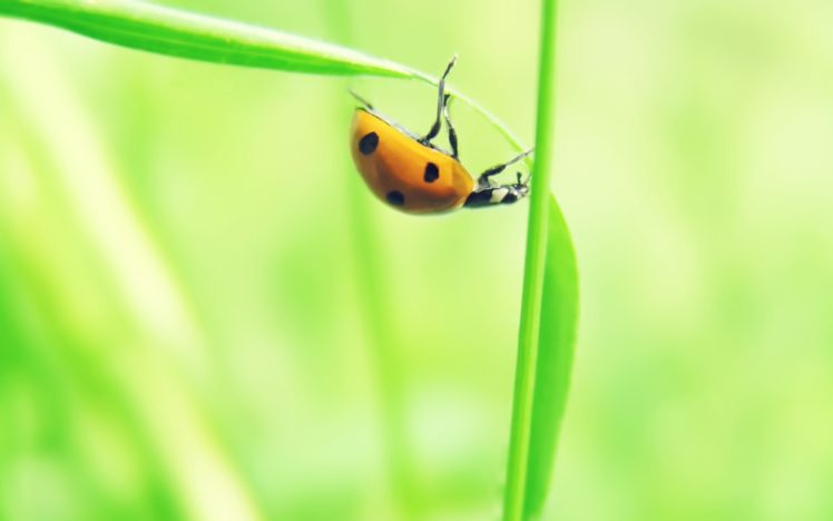 insects, Ladybirds HD Wallpaper Desktop Background