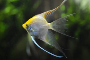 yellow, Animals, Fish, Aquarium, Amazon, Angelfish