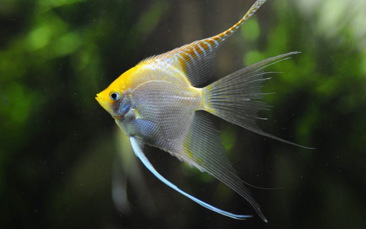 yellow, Animals, Fish, Aquarium, Amazon, Angelfish HD Wallpaper Desktop Background