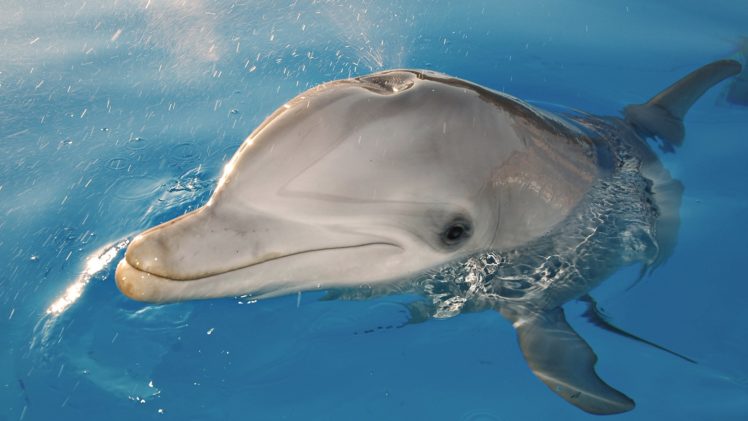 animals, Dolphins, Sea HD Wallpaper Desktop Background
